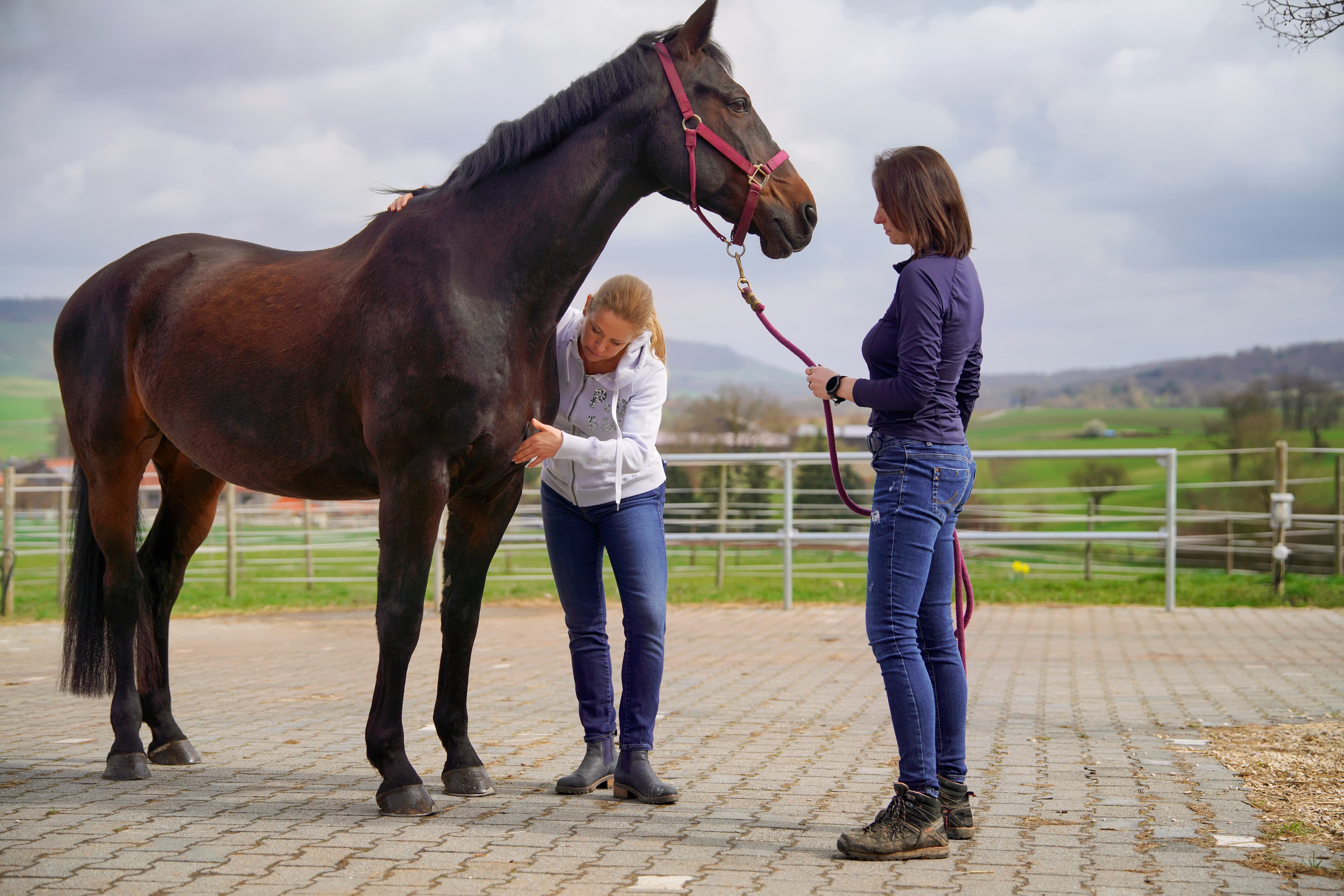 Praxis am Pferd – Kurs PFERD VERSTEHEN